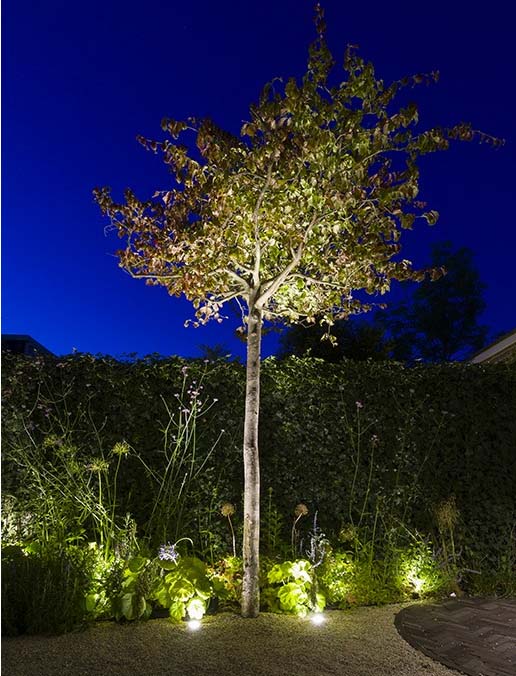 Big Flux light illumiunating garden and tree